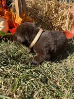 AKC Chocolate Labrador Retriever , a female Labrador Retriever for sale in White Sulphur Springs, WV – 2 of 2