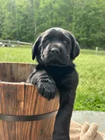 AKC Labrador Retriever , a female Labrador Retriever for sale in White Sulphur Springs, WV – 2 of 3