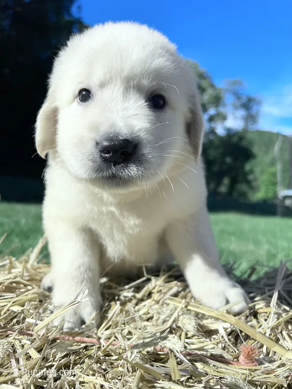 Discounted AKC Russian Cream Golden Retriever  – Golden Retriever puppy for sale in White Sulphur Springs, WV