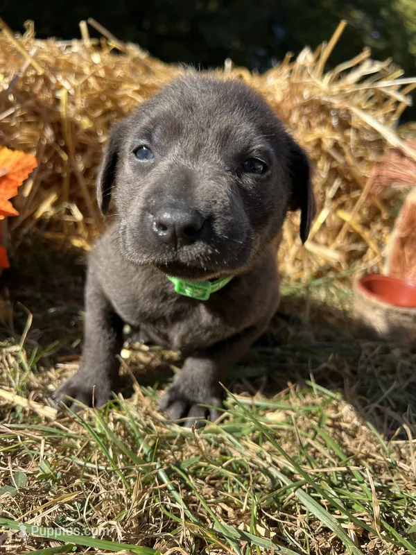 AKC Charcoal Labrador Retriever  – Labrador Retriever puppy for sale in White Sulphur Springs, WV