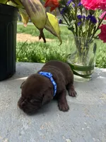 Chocolate Labrador Retriever , a male Labrador Retriever for sale in White Sulphur Springs, WV – Photo 2 of 2