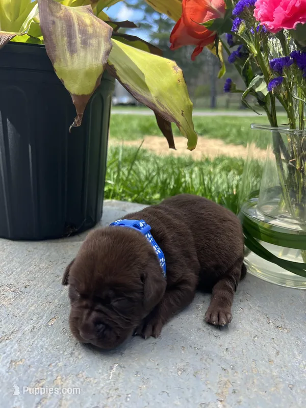 Chocolate Labrador Retriever  – Labrador Retriever puppy for sale in White Sulphur Springs, WV