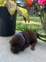 Chocolate Labrador Retriever , a male Labrador Retriever for sale in White Sulphur Springs, WV – Photo 1 of 2