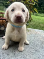 Ready to Go AKC Yellow Labrador Retriever , a male Labrador Retriever for sale in White Sulphur Springs, WV – 2 of 2