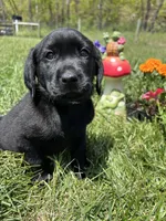 Discounted Ready to Go Black Labrador Retriever , a female Labrador Retriever for sale in White Sulphur Springs, WV – 2 of 2