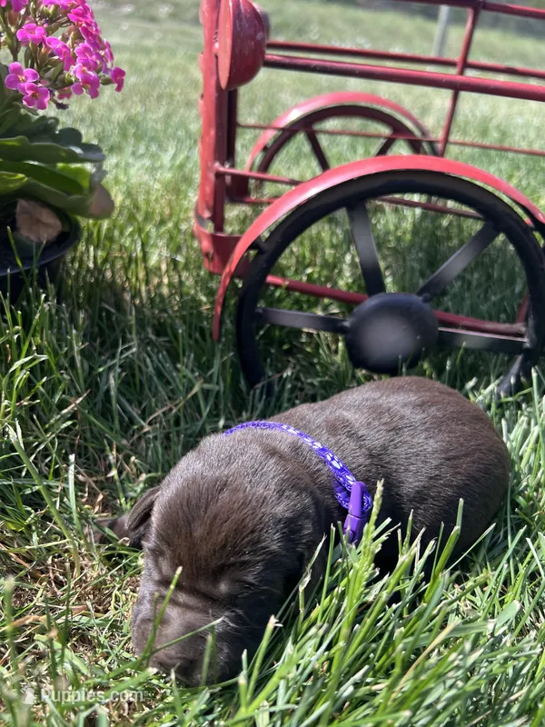 AKC Chocolate Labrador Retriever  – Labrador Retriever puppy for sale in White Sulphur Springs, WV