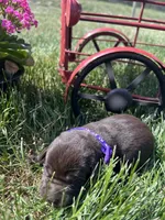 AKC Chocolate Labrador Retriever , a female Labrador Retriever for sale in White Sulphur Springs, WV – Photo 1 of 2