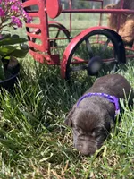 AKC Chocolate Labrador Retriever , a female Labrador Retriever for sale in White Sulphur Springs, WV – Photo 2 of 2