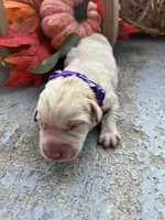 AKC Labrador Retriever , a female Labrador Retriever for sale in White Sulphur Springs, WV – 2 of 3