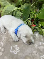 AKC Golden Retriever , a male Golden Retriever for sale in White Sulphur Springs, WV – 2 of 2