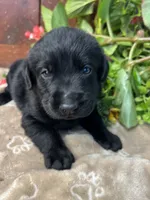 AKC Black Labrador Retriever , a female Labrador Retriever for sale in White Sulphur Springs, WV – 2 of 2