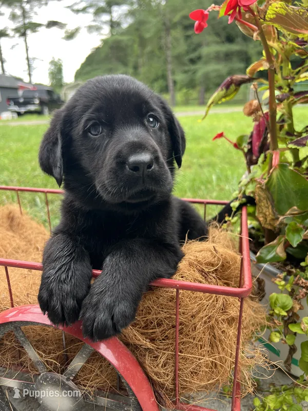 Ready to Go AKC Black Labrador Retriever  – Labrador Retriever puppy for sale in White Sulphur Springs, WV