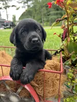 Ready to Go AKC Black Labrador Retriever , a male Labrador Retriever for sale in White Sulphur Springs, WV – 1 of 2