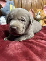 AKC Silver Labrador Retriever , a male Labrador Retriever for sale in White Sulphur Springs, WV – Photo 2 of 2