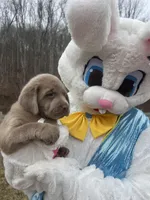 Ready to Go AKC Silver Labrador Retriever , a male Labrador Retriever for sale in White Sulphur Springs, WV – Photo 2 of 2