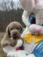 Ready to Go AKC Silver Labrador Retriever , a male Labrador Retriever for sale in White Sulphur Springs, WV – Photo 1 of 2