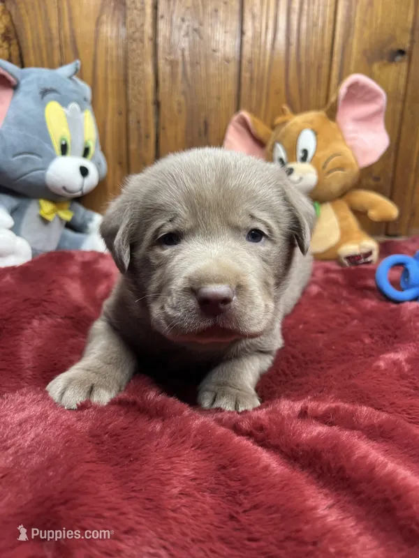 AKC Silver Labrador Retriever 