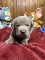 AKC Silver Labrador Retriever , a male Labrador Retriever for sale in White Sulphur Springs, WV – Photo 1 of 2