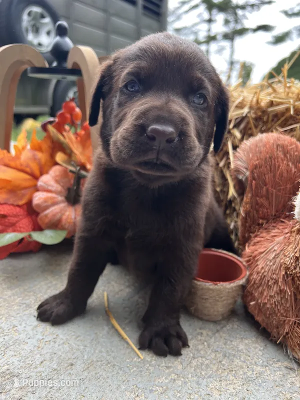 AKC Labrador Retriever  – Labrador Retriever puppy for sale in White Sulphur Springs, WV