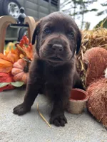 AKC Labrador Retriever , a male Labrador Retriever for sale in White Sulphur Springs, WV – 1 of 2