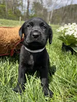 Ready to Go Black Labrador Retriever , a female Labrador Retriever for sale in White Sulphur Springs, WV – Photo 2 of 2