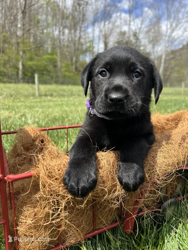 Ready to Go Black Labrador Retriever  – Labrador Retriever puppy for sale in White Sulphur Springs, WV