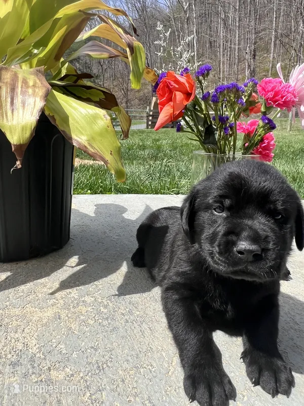 Black Labrador Retriever  – Labrador Retriever puppy for sale in White Sulphur Springs, WV