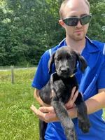 Discounted Ready to Go AKC Labrador Retriever , a female Labrador Retriever for sale in White Sulphur Springs, WV – 1 of 2