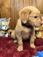 Ready to Go Home AKC Golden Retriever, a male Golden Retriever for sale in White Sulphur Springs, WV – Photo 2 of 2