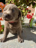 AKC Silver Labrador Retriever , a female Labrador Retriever for sale in White Sulphur Springs, WV – 1 of 2