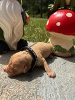 AKC Golden Retriever , a male Golden Retriever for sale in White Sulphur Springs, WV – 2 of 2