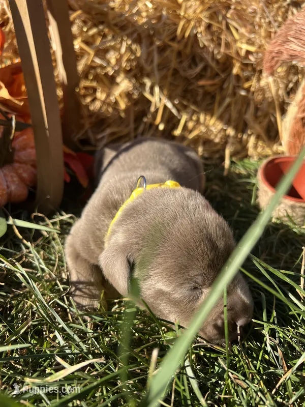 AKC Silver Labrador Retriever  – Labrador Retriever puppy for sale in White Sulphur Springs, WV