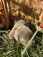 AKC Silver Labrador Retriever , a male Labrador Retriever for sale in White Sulphur Springs, WV – 1 of 2