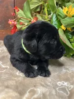 AKC Black Labrador Retriever , a female Labrador Retriever for sale in White Sulphur Springs, WV – 2 of 2