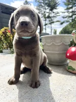 Discounted Ready to Go AKC Silver Labrador Retriever , a male Labrador Retriever for sale in White Sulphur Springs, WV – 2 of 2