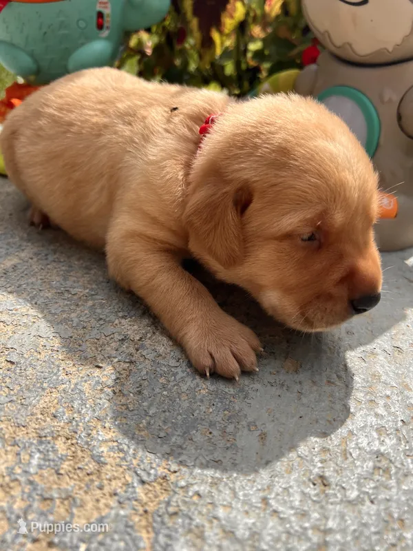 AKC Fox Red Labrador Retriever  – Labrador Retriever puppy for sale in White Sulphur Springs, WV