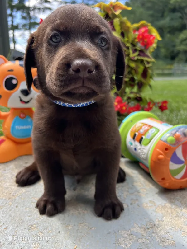 AKC Labrador Retriever  – Labrador Retriever puppy for sale in White Sulphur Springs, WV