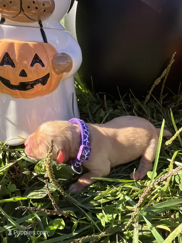 AKC Golden Retriever  – Golden Retriever puppy for sale in White Sulphur Springs, WV
