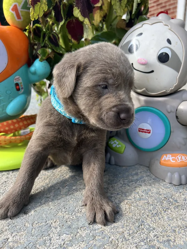 Ready to Go AKC Labrador Retriever  – Labrador Retriever puppy for sale in White Sulphur Springs, WV