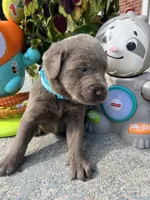 Ready to Go AKC Labrador Retriever , a male Labrador Retriever for sale in White Sulphur Springs, WV – 1 of 1