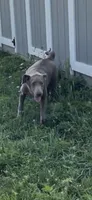 Discounted AKC Silver Labrador Retriever , a female Labrador Retriever for sale in White Sulphur Springs, WV – 4 of 5