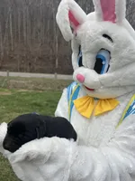 AKC Labrador Retriever , a female Labrador Retriever for sale in White Sulphur Springs, WV – Photo 2 of 2