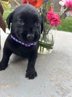 Ready to Go Home AKC Labrador Retriever , a female Labrador Retriever for sale in White Sulphur Springs, WV – Photo 2 of 2
