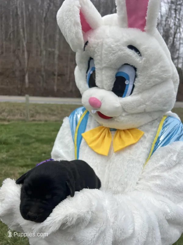 AKC Labrador Retriever  – Labrador Retriever puppy for sale in White Sulphur Springs, WV