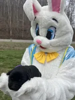 AKC Labrador Retriever , a female Labrador Retriever for sale in White Sulphur Springs, WV – Photo 1 of 2