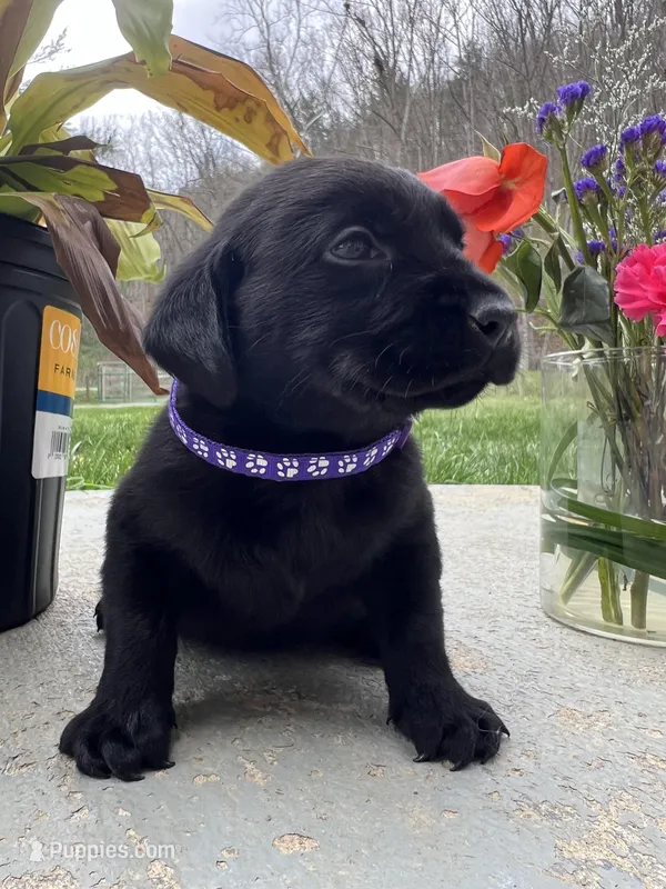 AKC Labrador Retriever  – Labrador Retriever puppy for sale in White Sulphur Springs, WV