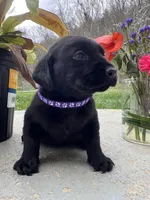 Ready to Go Home AKC Labrador Retriever , a female Labrador Retriever for sale in White Sulphur Springs, WV – Photo 1 of 2