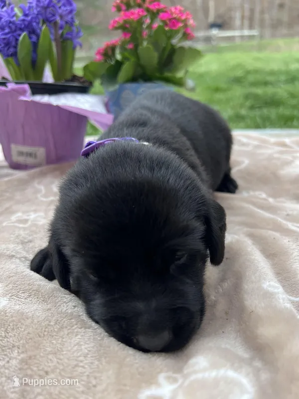 AKC Labrador Retriever  – Labrador Retriever puppy for sale in White Sulphur Springs, WV