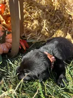 AKC Labrador Retriever , a female Labrador Retriever for sale in White Sulphur Springs, WV – 2 of 2