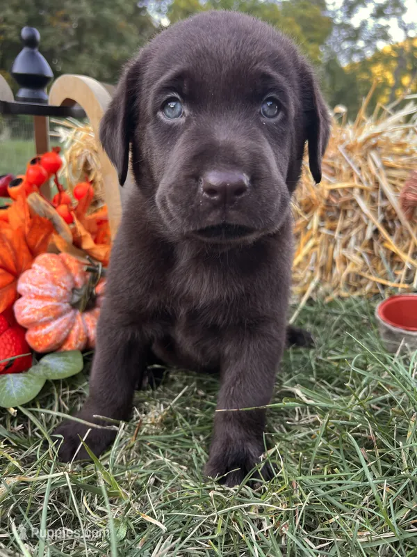 AKC Labrador Retriever  – Labrador Retriever puppy for sale in White Sulphur Springs, WV